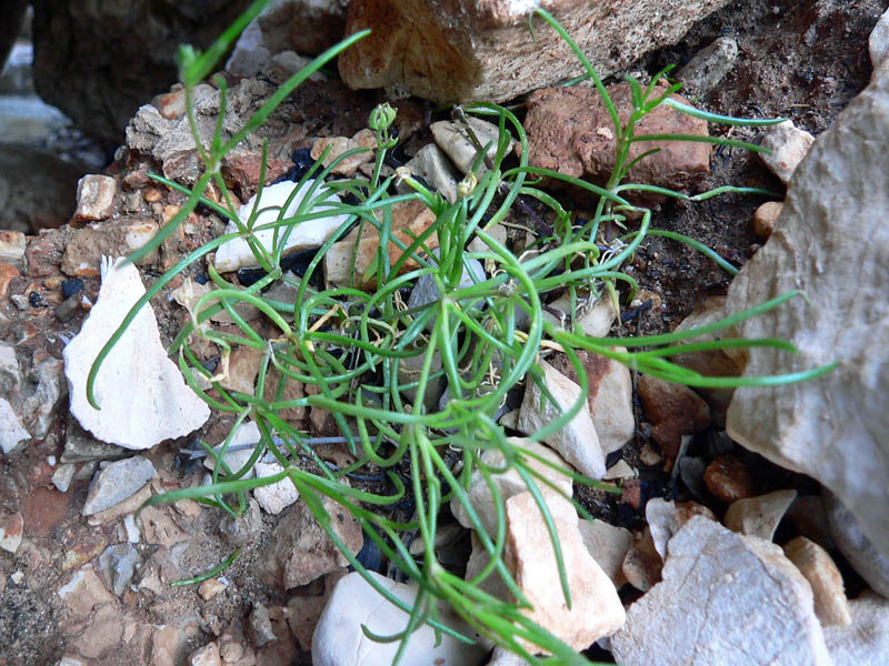 Pianta particolare da determinare - Spergularia sp.